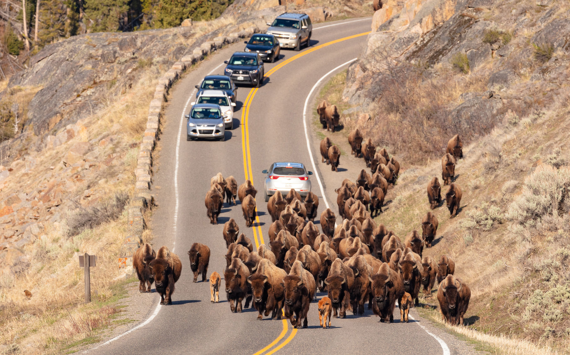 Bison jam